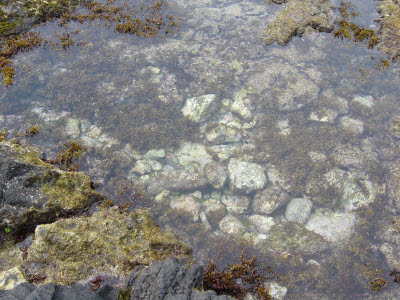 Tidal Pool in Hawaii