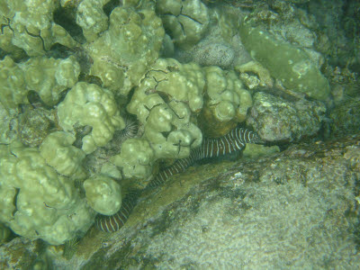 Zebra Moray Eel in Hawaii