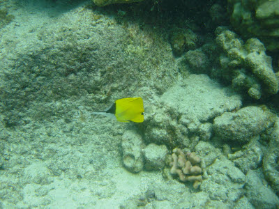 Longnose Butterflyfish in Hawaii