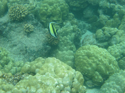 Moorish Idol in Hawaii