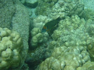 Saddle Wrasse in Hawaii