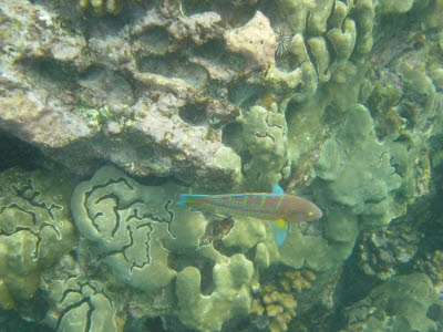 Christmas Wrasse in Hawaii