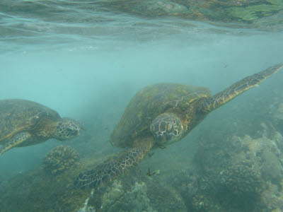 Green Sea Turtles