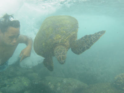 Kid gets too closes to a green sea turtle