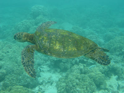 Green Sea Turtle in Hawaii