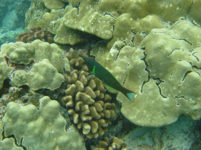 Bird Wrasse in Hawaii