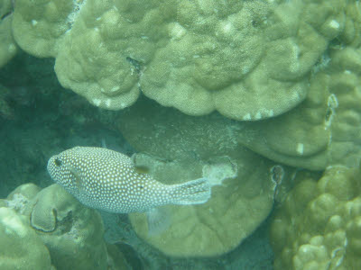 Spotted Puffer in Hawaii