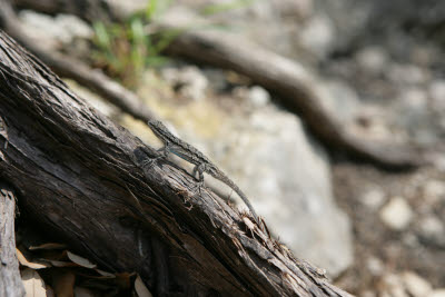 Lizard putting on a display of push-ups near Canyon Lake