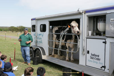Dairy Cow Milking Demonstration
