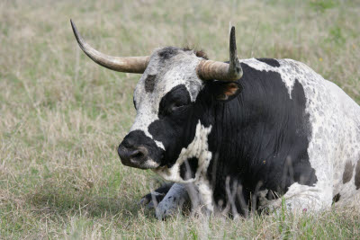 Longhorn Steer