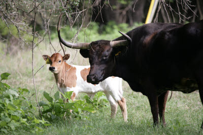 Longhorn and Young