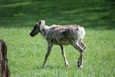 Caribou at Northwest Trek