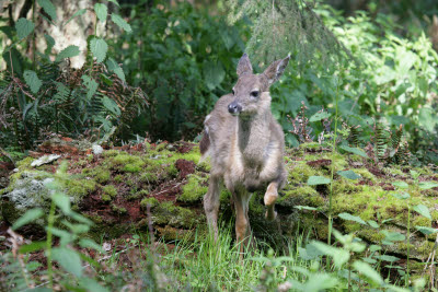 Deer at Northwest Trek