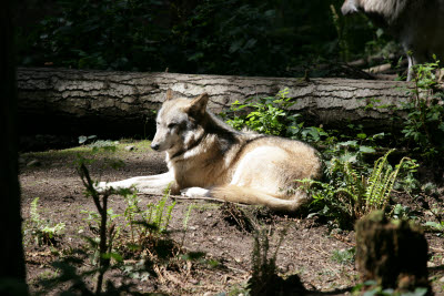 Wolf at Northwest Trek