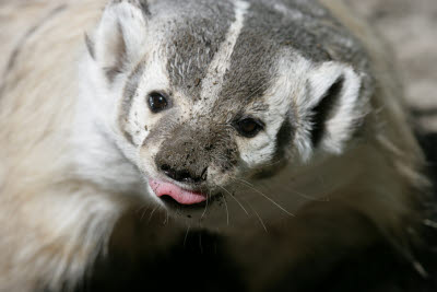 Badger at Northwest Trek