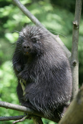 Porcupine at Northwest Trek