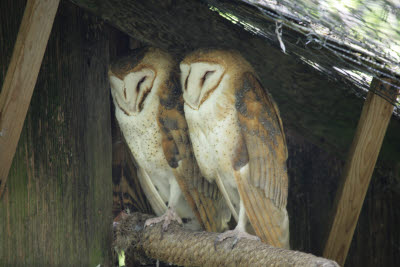 Barn Owls at Northwest Trek