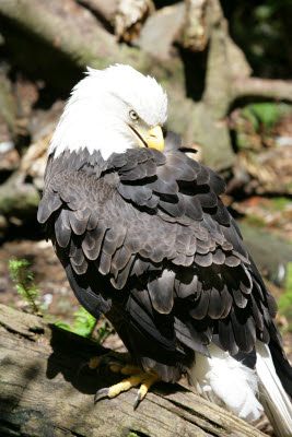 Bald Eagle at Northwest Trek