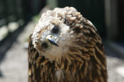 Mix Red and Black Kite at Gauntlet