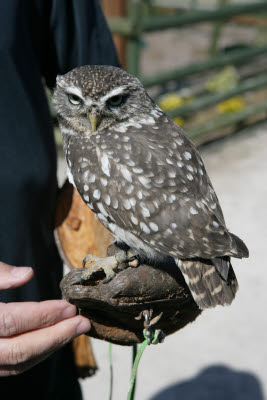 Gilbert the Owl