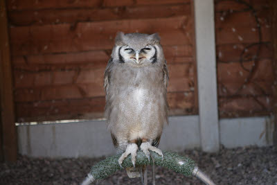 Verreaux's Eagle-Owl