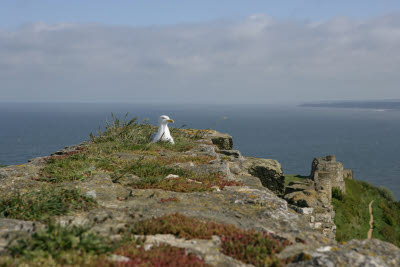 Seagull on Castle Wall