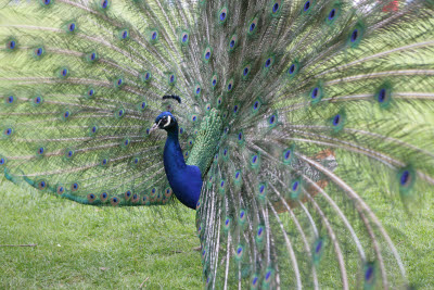 Peacock at Normanby Hall