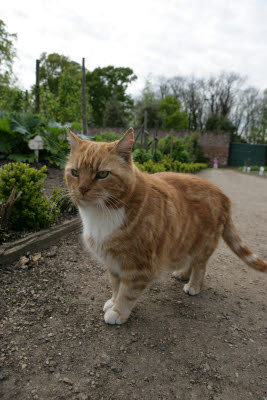 Cat at Normanby Hall Gardens