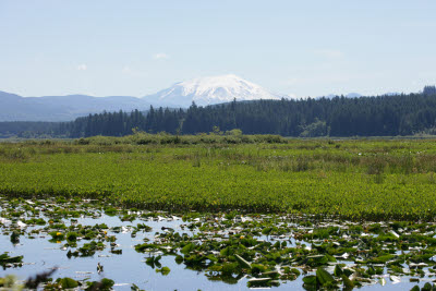 Mt. St. Helens