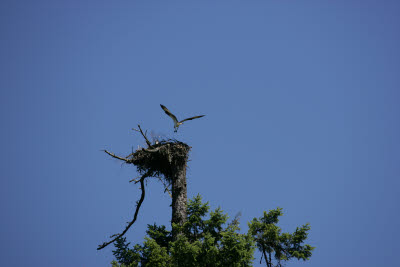 Osprey at Mt. St. Helens Visitor Center