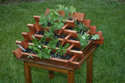 Strawberry Planter