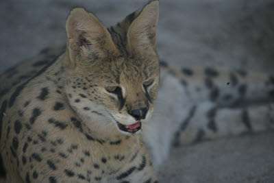 Serval at Shambala Preserve