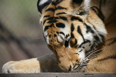 Tiger at Shambala