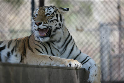 Tiger at Shambala Preserve