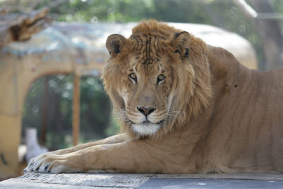 Patrick the Liger at Shambala