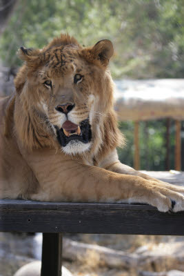 Liger at Shambala Preserve