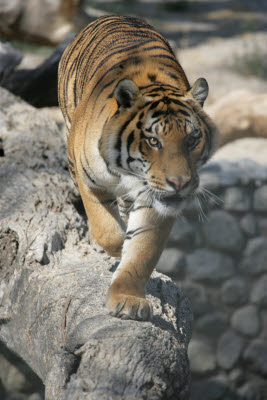 Tiger at Shambala Preserve