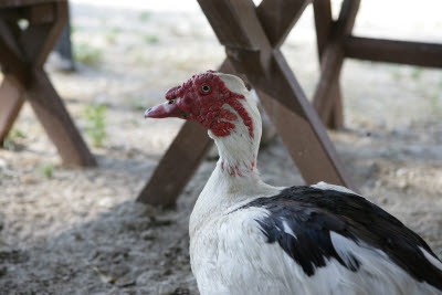 Goose at Shambala