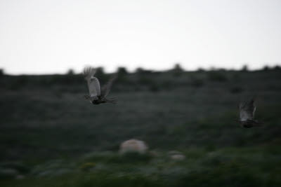 Grouse at Fossil Butte National Monument