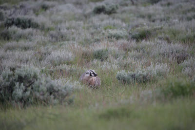 Badger at Fossil Butte National Monument