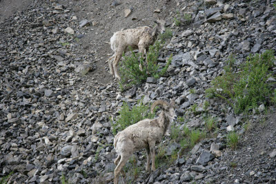 Big Horn Sheep