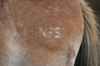 National Park Service Brand on Trail Horse