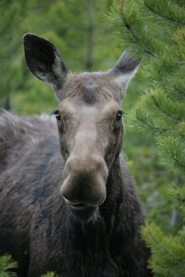 Moose on the Taggart Lake Trail / Grand Teton NP