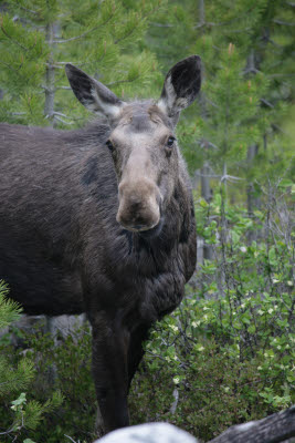 Moose on the Taggart Lake Trail / Grand Teton NP