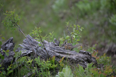 Chipmunk on the Taggart Lake Trail