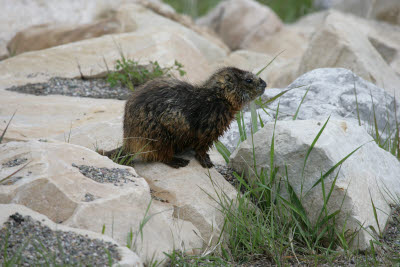 Yellow Belly Marmot at National Museum of Wildlife Art, Jackson