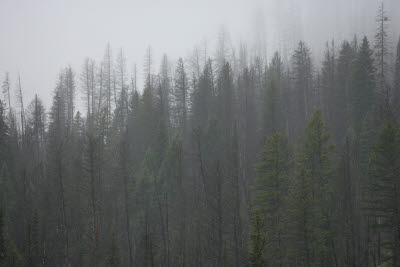 Trees in the Mist