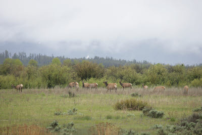 Grand Teton Elk