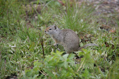 Grand Teton Squirrel