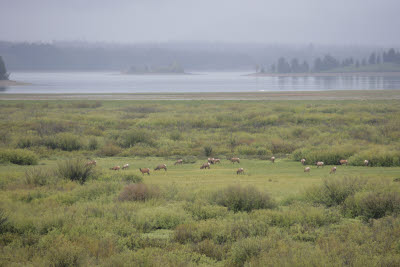 Grand Teton Elk / Jackson Lake